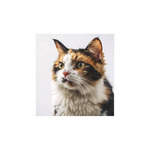 Képes falinaptár Top Timer Cicák 220x330mm,  2026.év