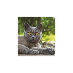 Képes falinaptár Top Timer Cicák 220x330mm,  2026.év