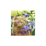 Képes falinaptár Top Timer Cicák 220x330mm,  2026.év