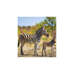 Képes falinaptár Top Timer Vadállatok 220x330mm,  2026.év