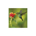 Képes falinaptár Top Timer Vadállatok 220x330mm,  2026.év