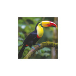 Képes falinaptár Top Timer Vadállatok 220x330mm,  2026.év