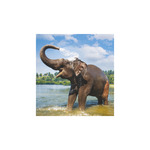 Képes falinaptár Top Timer Vadállatok 220x330mm,  2026.év