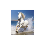 Képes falinaptár Top Timer Lovak, 2026.év