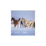 Képes falinaptár Top Timer Lovak, 2026.év