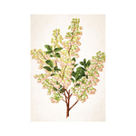 Képes falinaptár Top Timer Herbárium 315x450mm,  2026.év