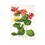 Képes falinaptár Top Timer Herbárium 315x450mm,  2026.év