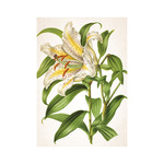 Képes falinaptár Top Timer Herbárium 315x450mm,  2026.év
