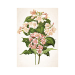 Képes falinaptár Top Timer Herbárium 315x450mm,  2026.év