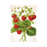 Képes falinaptár Top Timer Herbárium 315x450mm,  2026.év