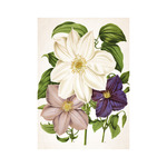 Képes falinaptár Top Timer Herbárium 315x450mm,  2026.év