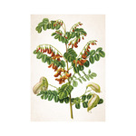 Képes falinaptár Top Timer Herbárium 315x450mm,  2026.év