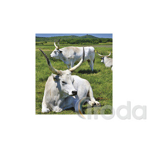 Képes falinaptár  220x330mm, Hungary, 2026.év