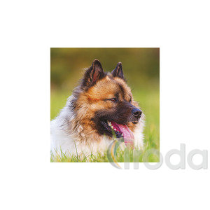 Képes falinaptár Top Timer Kutyák 220x330mm,  2026.év