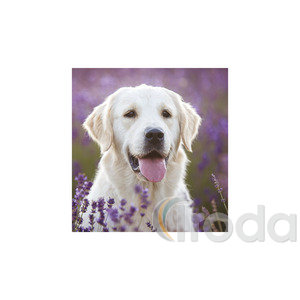 Képes falinaptár Top Timer Kutyák 220x330mm,  2026.év