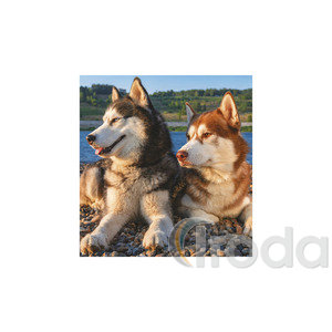 Képes falinaptár Top Timer Kutyák 220x330mm,  2026.év