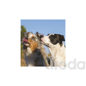 Képes falinaptár Top Timer Kutyák 220x330mm,  2026.év