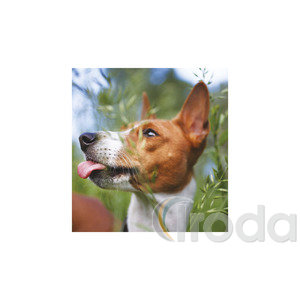 Képes falinaptár Top Timer Kutyák 220x330mm,  2026.év