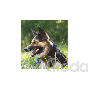 Képes falinaptár Top Timer Kutyák 220x330mm,  2026.év