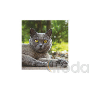 Képes falinaptár Top Timer Cicák 220x330mm,  2026.év