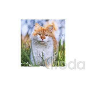 Képes falinaptár Top Timer Cicák 220x330mm,  2026.év