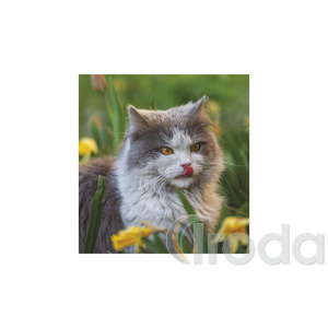 Képes falinaptár Top Timer Cicák 220x330mm,  2026.év