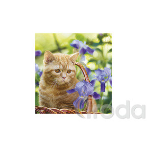 Képes falinaptár Top Timer Cicák 220x330mm,  2026.év