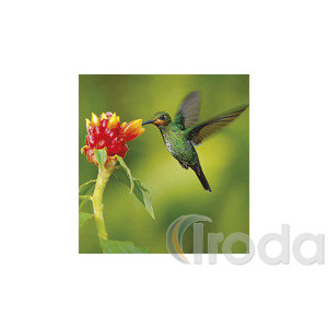 Képes falinaptár Top Timer Vadállatok 220x330mm,  2026.év