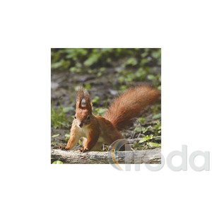 Képes falinaptár Top Timer Vadállatok 220x330mm,  2026.év