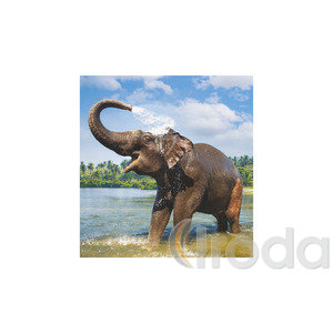 Képes falinaptár Top Timer Vadállatok 220x330mm,  2026.év