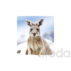 Képes falinaptár Top Timer Vadállatok 220x330mm,  2026.év