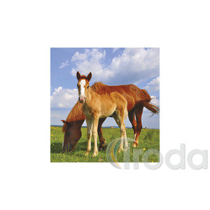 Képes falinaptár Top Timer Lovak, 2026.év