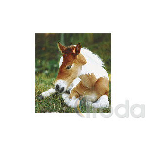 Képes falinaptár Top Timer Lovak, 2026.év