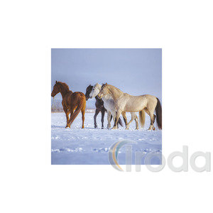 Képes falinaptár Top Timer Lovak, 2026.év