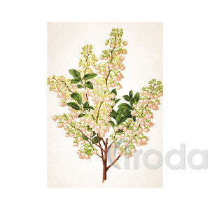 Képes falinaptár Top Timer Herbárium 315x450mm,  2026.év