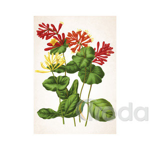 Képes falinaptár Top Timer Herbárium 315x450mm,  2026.év