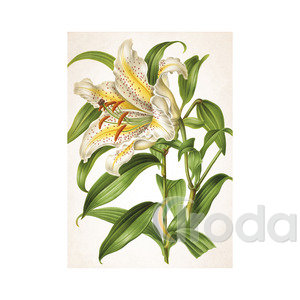 Képes falinaptár Top Timer Herbárium 315x450mm,  2026.év