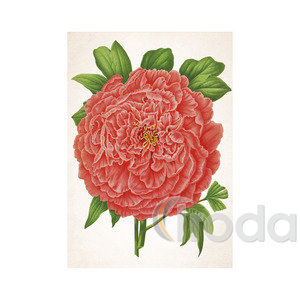 Képes falinaptár Top Timer Herbárium 315x450mm,  2026.év