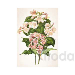 Képes falinaptár Top Timer Herbárium 315x450mm,  2026.év