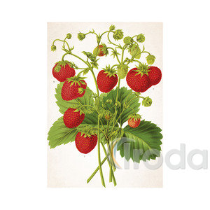 Képes falinaptár Top Timer Herbárium 315x450mm,  2026.év