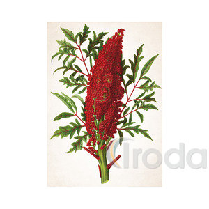 Képes falinaptár Top Timer Herbárium 315x450mm,  2026.év