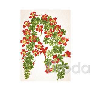 Képes falinaptár Top Timer Herbárium 315x450mm,  2026.év