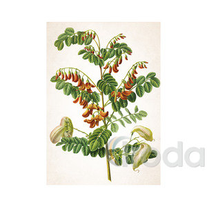 Képes falinaptár Top Timer Herbárium 315x450mm,  2026.év