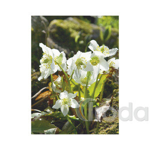Top Timer T093 Kertésznaptár Falinaptár képes, 405mm x 320mm 2026.év